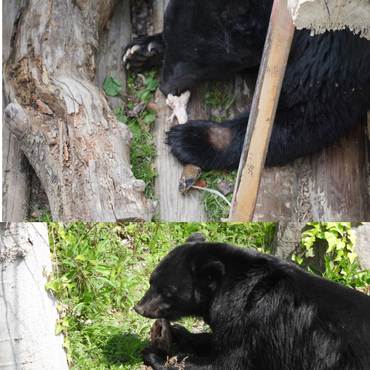 福岡市動植物園
マレーグマ